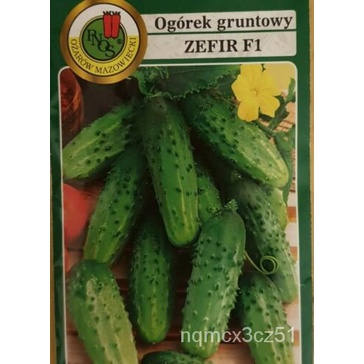 เมล็ด 50เมล็ด Gherkin ดองแตงกวา ZEFIR F1 Ogorek Castravete โปแลนด์หลากหลาย ผักชี