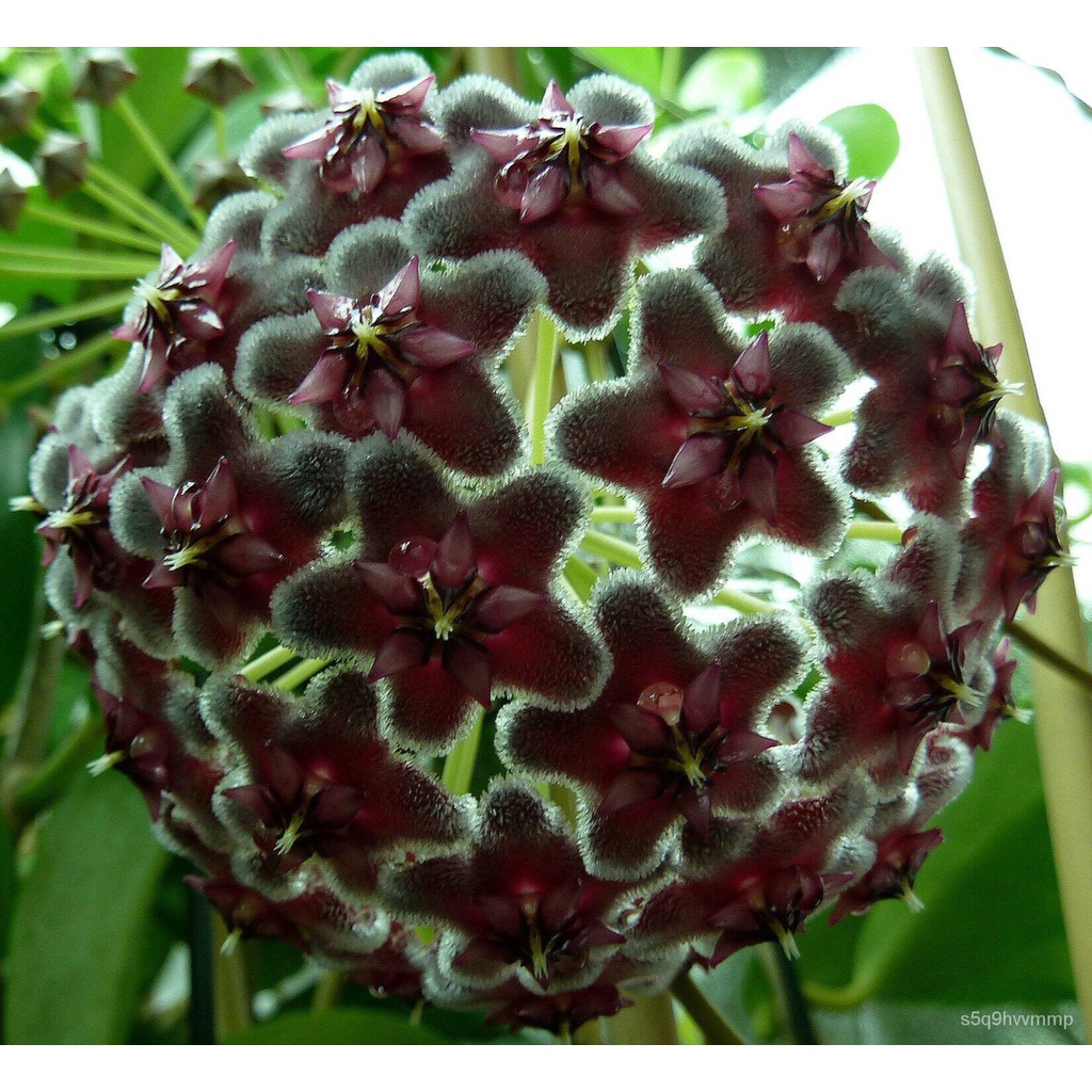 อินทรีย์็ด ใหม่็ด 20 ใหม่ Garden Seeds โฮย่า กล้วยไม้โฮย่า สกุลนมตำเลีย (Hoya) มีดอกหอม ให้ดอกตลอดปี ชอบแสงแดดคร หญ้า