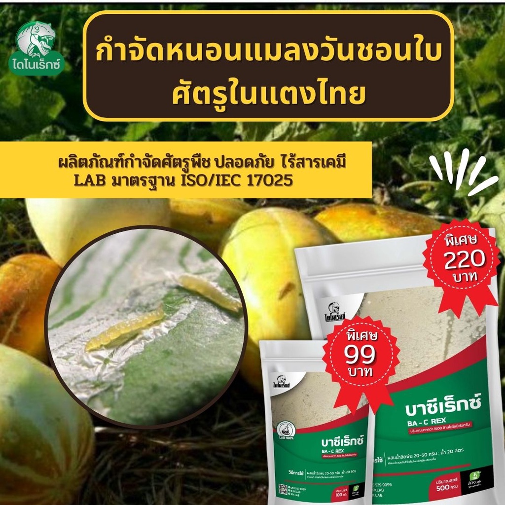 กำจัดศัตรูพืช ยาฆ่าหนอนแมลงวันชอนใบ ใน แตงไทย และ พืชทุกชนิด บาซีเร็กซ์ โดย ไดโนเร็กซ์