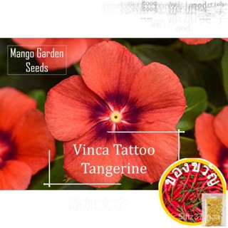 /TATTOO tangerine vinca Flower seeds-5 SEED * 1 * พลู, ดาวินชี, การ์-ดรอป GRL3