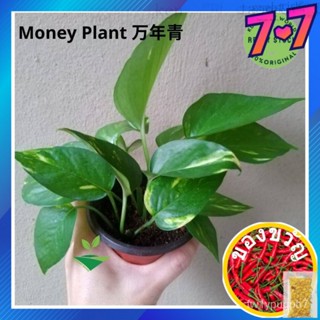 KDH Live Plant Money Plant/Pothos อันนี้/ผักชีฝรั่ง/สวน/กุ้ง/เข็มขัด/รองเท้า/กางเกง/seeds/ กางเกง/ GRIY