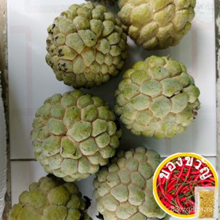 Binhi Pantanim Seeds Atis Sugar Apple Sweet Fruit Plant เสื้อ/กางเกง/หัวแข็ง/ดอกไม้/ของเล่น/seeds/ ของเล่น/ YKLL