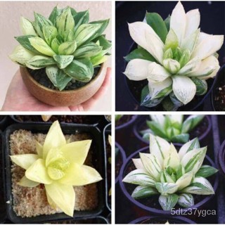 50 Haworthia เมล็ดหรือ Haworthia Succulents เมล็ดอัตราการงอก80-85%/เมล็ด/สวน/เสื้อ/ผู้ชายสวมใส่/กรณีโทรศัพท์มือถือ/นักเร