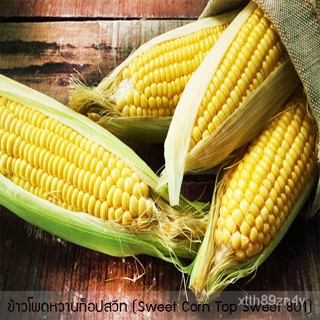 801หวานข้าวโพดด้านบน XEMZ