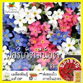 เมล็ดพันธุ์ ฟอร์เก็ตมีน็อต คละสี 100 เมล็ด Mixed Forget me not  เมล็ดพันธุ์แท้ นำเข้าจากต่างประเทศ โตไว พร้อมส่ง ปลูกง่า