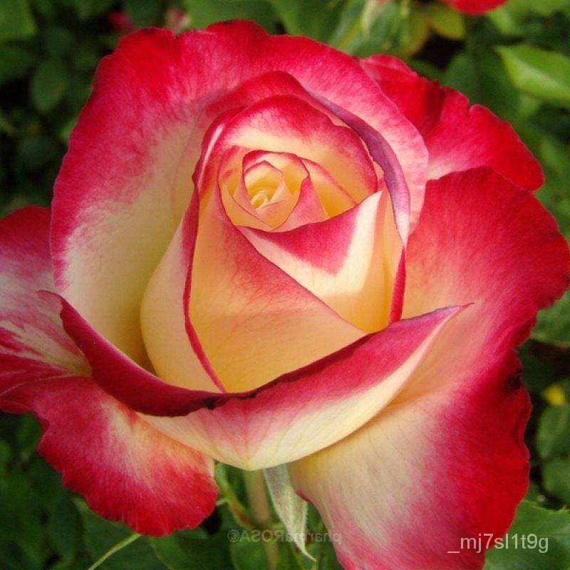 อินทรีย์็ด ใหม่็ด ใหม่ Garden Seeds กุหลาบ White Pink Rose Rose Seeds ดอกใหญ่ นำเข้าจากต่างประเทศ พร