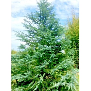 เมล็ด 10สายพันธุ์ shalimar Deodar Cedar SEED-Cedrus deodara & #039; shalimar & #039; เมล็ดพันธุ์