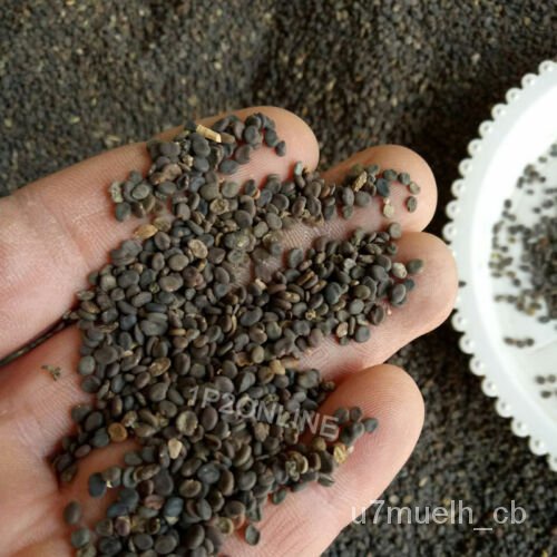 เมล็ด 100เมล็ด Radix Astragalus Huang Qi ที่ Qi จีน Milkvetch Herb Root Plant เมล็ดพันธุ์