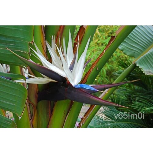 เมล็ด นกขาวสวรรค์ Strelitzia Nicolai 20เมล็ด เมล็ดพันธุ์