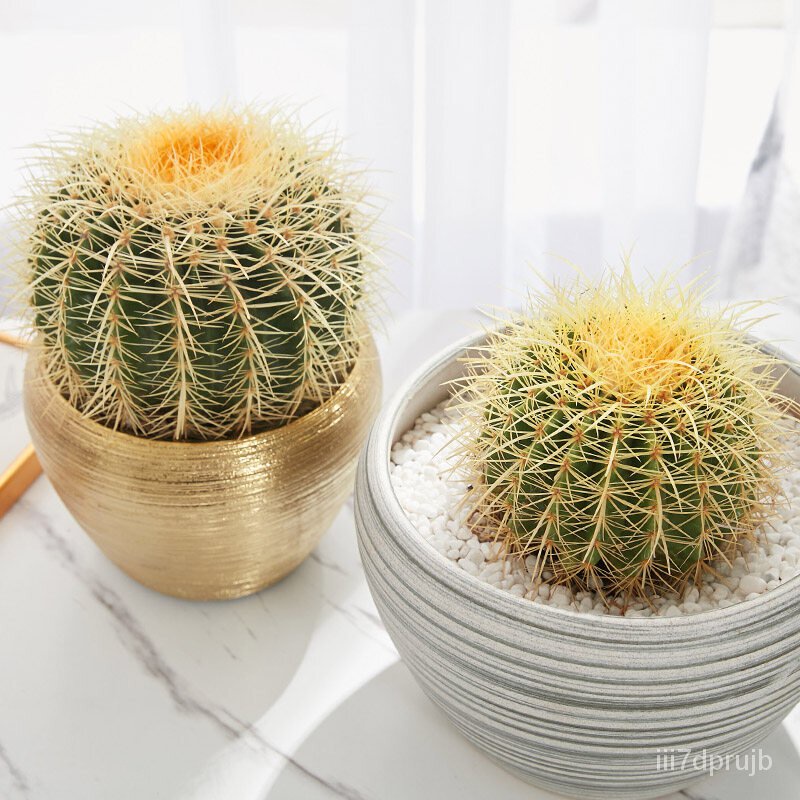 อินทรีย์็ด ใหม่็ด Plants Center พร้อมส่ง กระบองเพชร แคคตัส พืชอวบน้ำถังทอง 15-17ซม(Echinocactus grusonii) หรือ ดอก