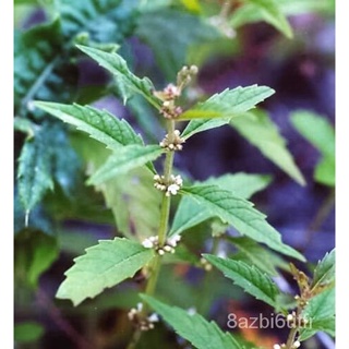 เมล็ด 20 WATER HOREHOUND Lycopus Americanus American Bugleweed Herb Flower Seed มะเขือ