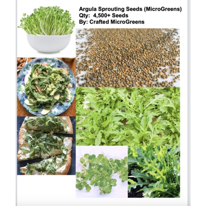 เมล็ด ARUGULA 4500  Seeds Sprout Sprouts Sprouting untreated MICROGREEN salad sandwich ข้าวโพด