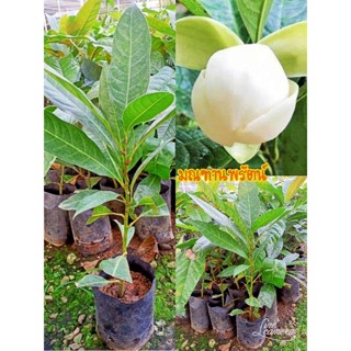 ต้นมณฑานพรัตน์🌼รับประกันชำรุดเคลมฟรี