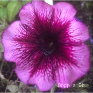 เมล็ด Petunia Orchid Frenzy F1-50เมล็ด pelleted ผักชี