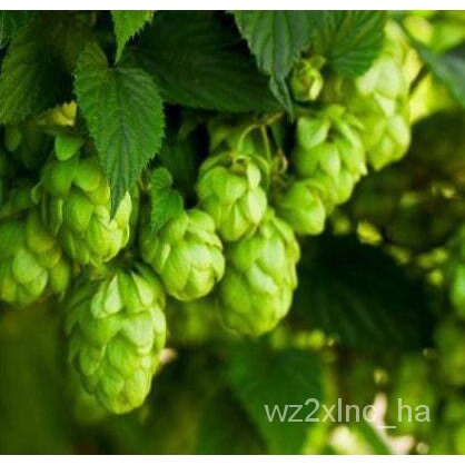 เมล็ด Hops Seeds - Zone 3 - (Humulus Wolf)-100เมล็ด เมล็ดพันธุ์