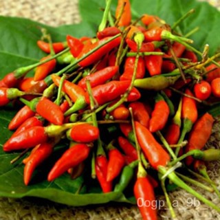 เมล็ด พริก (นกตา-สีแดง) :) 40เมล็ดตกแต่ง Yumm คำแนะนำรวมอยู่ด้วย Xx ผักชี