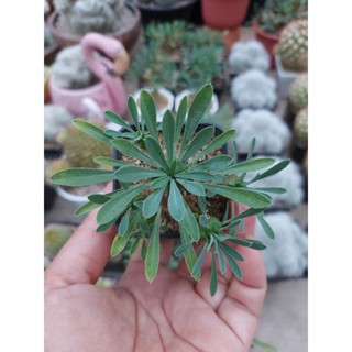 Euphorbia japonica ยูโฟเบียคนป่า