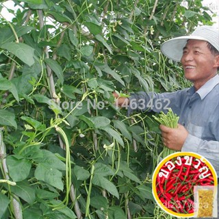 Cowpea seeds Spring and Autumn beans seeds vegetable 10pcsseeds/ทานตะวัน/สวน/เสื้อผ้าผู้ชาย/ผักกาดหอม/เครื่องประดับศีรษะ