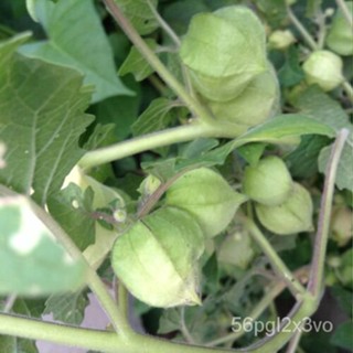 เมล็ด Cape Gooseberry 500สมุนไพร Heirloom Physalis Companviana กินผลไม้ USA ผักสลัด