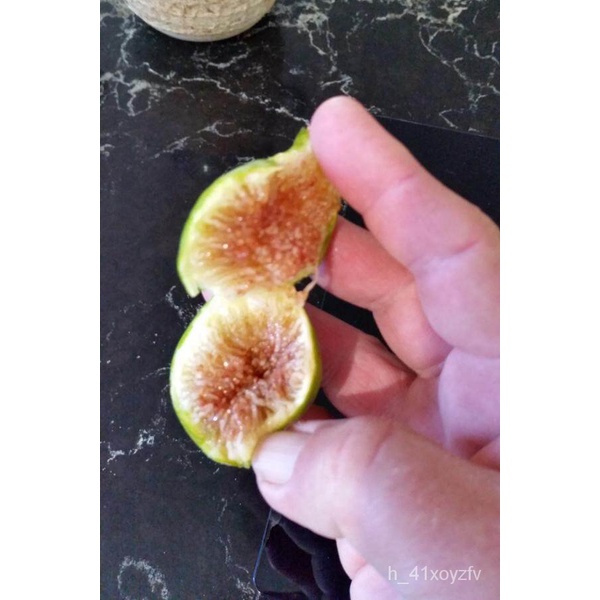 อินทรีย์็ด ใหม่็ด Figs ต้นมะเดื่อฝรั่ง ใหม่ Mystery'X (มาเสตอรี่เอ๊ก) อร่อย หวาน หอมมากๆ ต้นสมบูรณ์มาก รากแน่นๆ  คละ