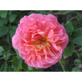 25เมล็ด British Rose เมล็ด100% ของแท้สีชมพู Ivy Rose เมล็ด Rose เมล็ด Rodent Growing Rose 70-80% Rose เมล็ด/เข็มขัด/เสื้