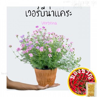 เมล็ดอวบอ้วน100%，ไทยในสต็อกพร้อมส่งT483 เวอร์บีน่า แคระ (verbena) กระถาง 8 นิ้ว สูง 25-30 cm ดอกไม้ประดับ พุ่มเล็ก ดอกสี