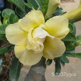 Azalea Seeds Strain Holland Split Flower Color Flower Cascading Yellow BC-10 Seeds/shorts/Children S Wear/Mobile Phone