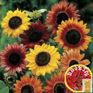 Evening Sun 40-54เซล็ตต์ (Helianthus Annuus) ZX2H