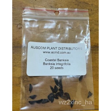 เมล็ด ชายฝั่ง banksia เมล็ด banksia integrifolia เมล็ดพันธุ์