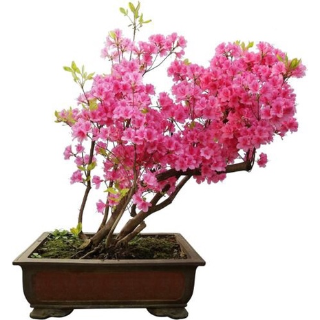 เมล็ด 30 Royal Azalea potted Tree SEED Plant Azalea ข้าวโพด