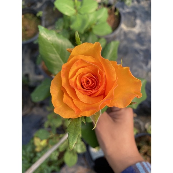 กุหลาบเหลืองฮาโลวีน กุหลาบตัดดอก สีสวยสดเลี้ยงง่าย