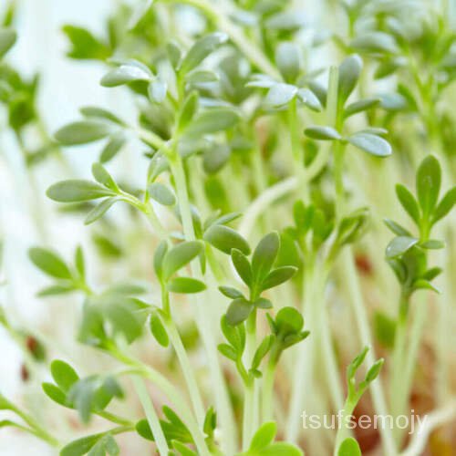 เมล็ด 100 Seeds Cress Often, Cressonette, Lepidium Sativum เมล็ดพันธุ์
