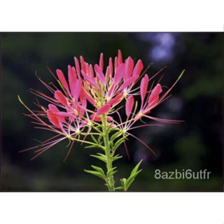 เมล็ด Cleome Hassleriana-Rose Queen Seed มะเขือ