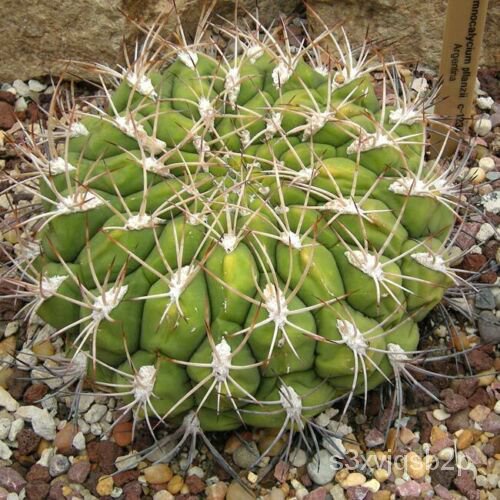 เมล็ด Cóppanzii-50เมล็ด-Barrel Cactus Acti ดอก
