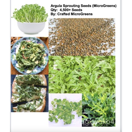 เมล็ด ARUGULA 4500  Seeds Sprout Sprouts Sprouting untreated MICROGREEN salad sandwich มะเขือ