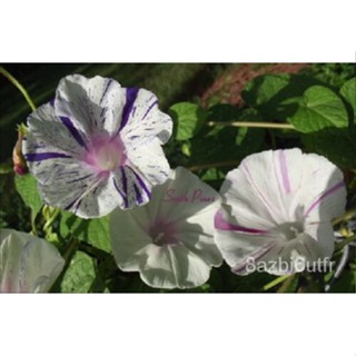 เมล็ด Venice Carnival-Carnival-Morning Glory seeds-มันเทศ-เรารวม s/h