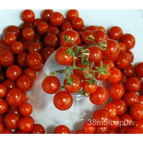 เมล็ด TOMATO (Red Currant) 120  seeds Per Pkt. Care Instructions Included x ผักชี