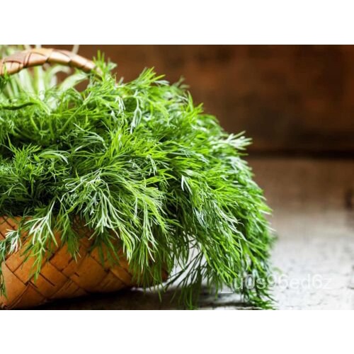 เมล็ด DILL Culinary Herb Garden 400เมล็ด NON GMO Open Polinated :) Instructions Inc ผักชี
