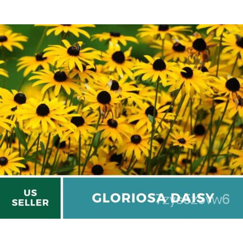 เมล็ด เดซี่,Gloriosa-Black-Eyed Susan Seeds-Native American Wildflowers-Non-GMO มะเขือ