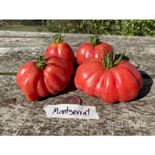 เมล็ด Montserrat TOMATO-15เมล็ด Tassie มะเขือมะเขือเทศ Heirloom อินทรีย์-หายาก! มะเขือ