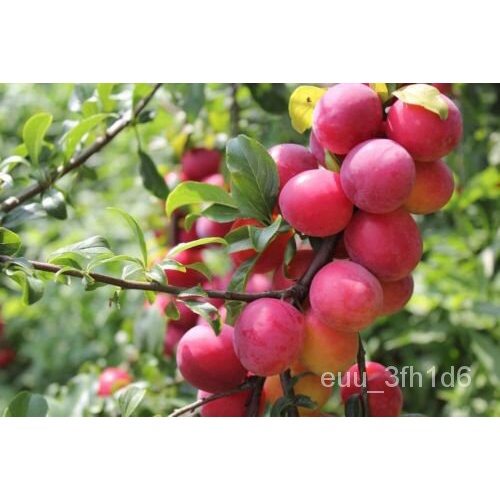 เมล็ด 10 Prunes Tree Seeds For Planting Prunus Made In USA Iowa Ship ผักบุ้ง