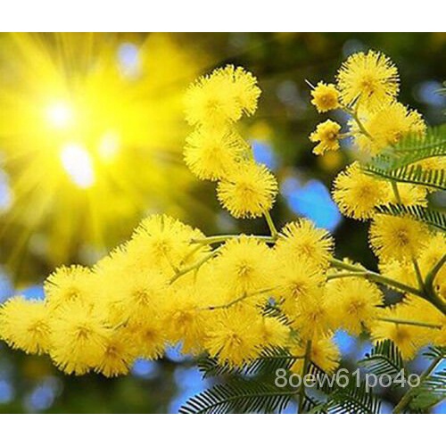 Acacia dealbata - Silver wattle-YELLOW Mimosa-20เมล็ด
