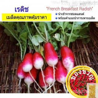 Radish 100-120 เมล็ด French Breakfast Radish แฟรนซ์ เบรคฟาส เรดิช แรดิช เมล็ดพันธุ์ผัก เมล็ดผักสวนครัว เมล็ดผัก อัตราการ