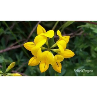 Lotus Corniculatus Bird S Foot Trefoil 500เมล็ดนำเข้าจากอังกฤษ/กางเกงขาสั้น/นักเรียน/เมล็ด/เสื้อผ้าสตรี/สวน/ชุดชั้นใน/เ