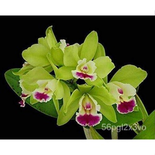 อินทรีย์็ด ใหม่็ด 30 ใหม่ ใหม่็ดกล้วยไม้ แคทลียา (Cattleya Orchids) Orchid flower seed อัตราการใหม่ 80-85% ใหม่ คละ