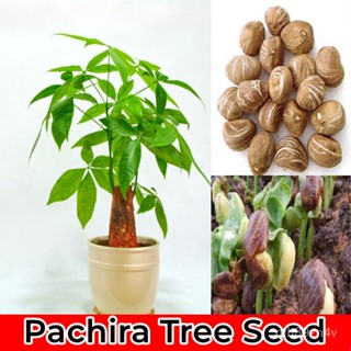 ประเทศไทยจุด2เมล็ด/ห่อ Pachira Macrocarpa เมล็ดเงินต้นไม้พืชมงคลต้นไม้เมล็ดสีบอนไซต้นไม้ประดับบอนไซดอกไม้เมล็ดต้นไม้หายา