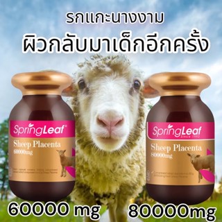 ขายส่ง Springleaf Sheep Placenta รกแกะนางงามออสเตรเลีย แท้การันตี