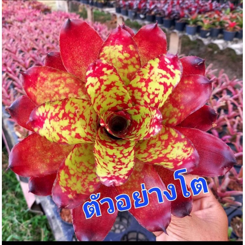 สับปะรดสี/Neo.Winnie-the-Pooh/ไม้มินิคอมแพ๊คสวยๆ หน้ากว้าง 5 นิ้วชั้นแน่นๆ ส่งแบบถอกราก