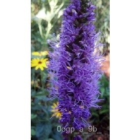 เมล็ด 50 VIOLET LIATRIS/ผักชีผักชีไม้ยืนผักชี ผักชี