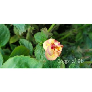 เมล็ด Magic Flower achimenes &amp; #039; Lemon Orchard &amp; #039; 1เหง้า ผักชี
